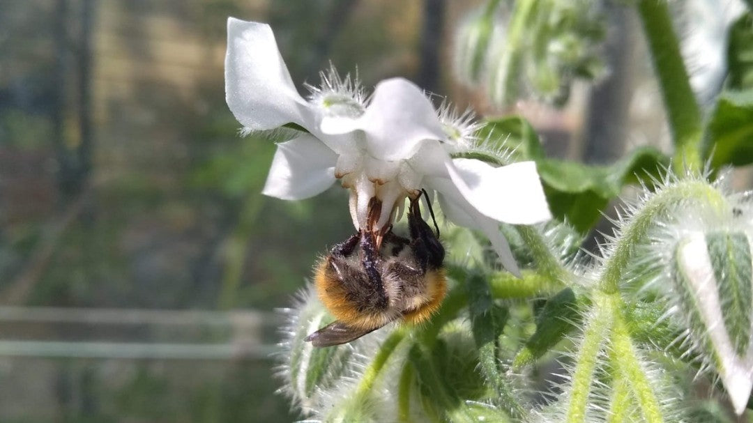 Pourquoi choisir l’agriculture biologique pour la mode ?